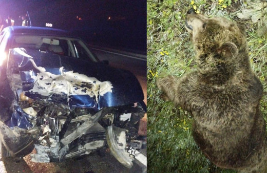Sivas'ta yola fırlayan ayı bir aracı hurdaya çevirdi
