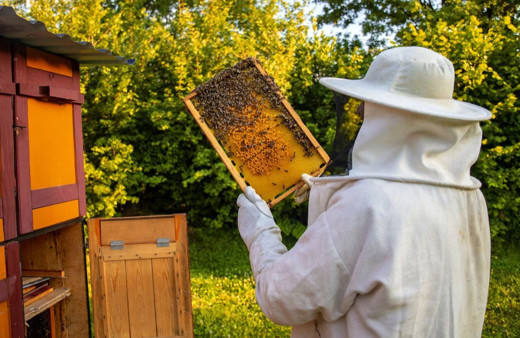 Kocaeli'de arıcılara 55 ton arı yemi desteği verildi