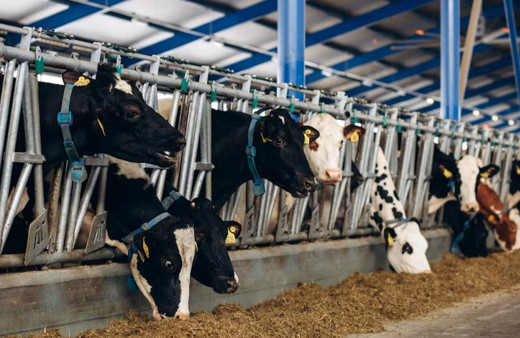 Et ve Süt Kurumu'ndan piyasaya daha etkin müdahale için "besi çiftliği" hamlesi