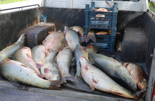 Elazığ’da kaçak avlanmış 2,5 ton balık ele geçirildi