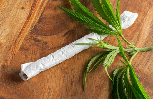 Belçika'da dev uyuşturucu operasyonu: 10 bin kök kenevir ele geçirildi