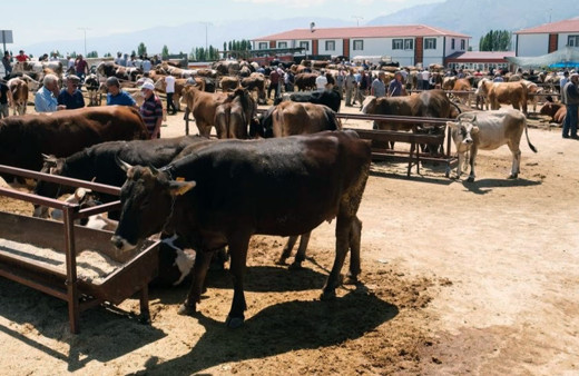 Canlı hayvan pazarları yeniden açılıyor