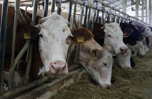 Sözleşmeli besicilik aile işletmelerinin gelişimine katkı sağlayacak