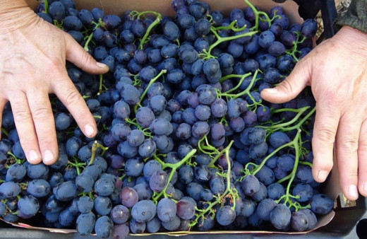 Mersin'in "siyah inci"si kara üzümde, turfanda hasat başladı