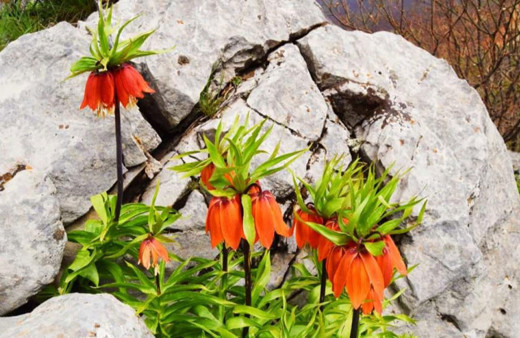 Bu çiçeği koparmanın cezası 244 bin 315 lira