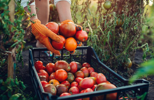 Rusya domates ihracatında kotayı 500 bin tona çıkardı