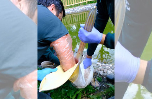 Pelikanın midesinden bakın neler çıktı?