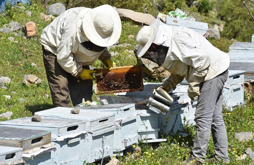 Arıcılara 2003'ten beri 1 milyar TL'nin üzerinde destek verildi