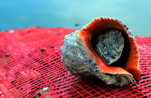 Deniz salyangozu bereketi! Ocak-Mart döneminde 5,6 milyon dolar getirdi