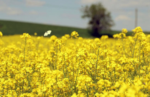 Trakya'nın yeni "sarı gelini" kanola tarlaları