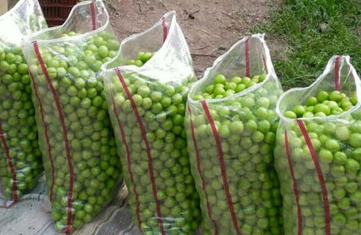 Mersin'de seradan sonra açık alanda da erik hasadı başladı