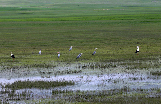 Muş Ovası'nda yaklaşık 400 kuş türü kayıt altına alındı