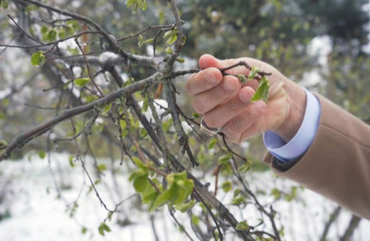 Meteorolojiden Eskişehir için zirai don uyarısı