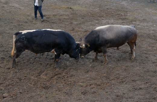 Artvin'de boğa güreşleri sezonu açıldı