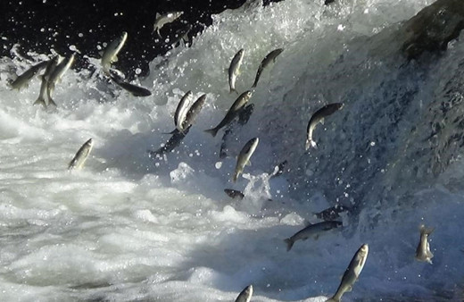 Van'da inci kefalinin zorlu göçü başlıyor