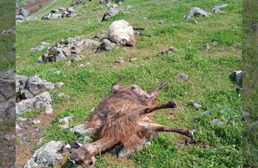 Batman'da çoban ve sürüsüne yıldırım çarptı