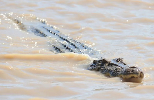 Kaybolan adamın cesedi timsahın içinden çıktı!  Timsahlar orada 35 senede 13 insanı yedi...