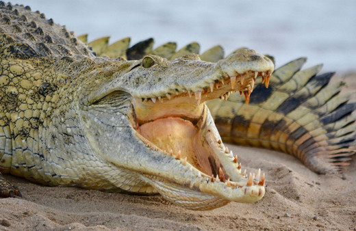 Avustralya'da kaybolan bir kişinin cesedi, timsahın midesinden çıktı