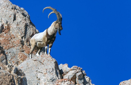 Siirt'te yaban keçisi avlayanlara büyük ceza var!