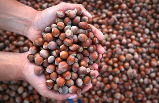 Türkiye fındık ihracatından 8 ayda 1,3 milyar doları aşkın gelir elde etti