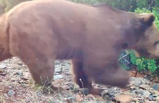 Yangınlardan sonra ilk defa bir bozayı fotokapanla görüntülendi