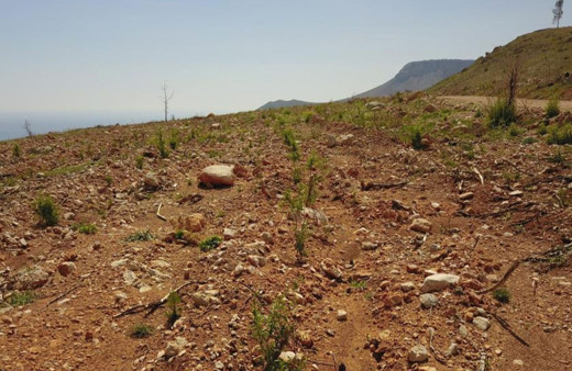 Mersin'de yanan orman alanları yeniden yeşeriyor