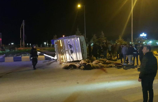 Van'da trafik kazası: 25 hayvan telef oldu