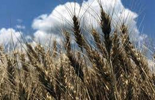 Trakya'da bahar yağmurları buğdayda yüksek rekolte beklentisini artırdı