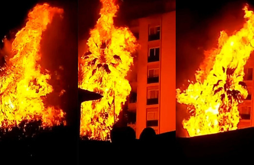 Mersin Erdemli'de palmiye ağaçları alev topuna döndü! Korku dolu anlar yaşandı