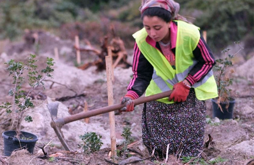 İzmir'de kilosu 5 bin TL'yi bulan sakız, kadınlara gelir kapısı oluyor