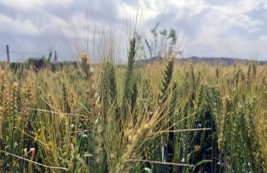 Çukurova'da üreticinin yüzü yağışlarla güldü! Hasat için gün sayıyorlar!