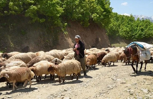 Sonbaharda sıcak bölgelere giden Muşlu besicilerin dönüş yolculuğu başladı