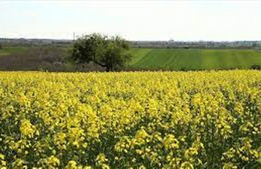 Tekirdağ'da kanola çiçekleri ve buğday tarlaları renk cümbüşü oluşturdu