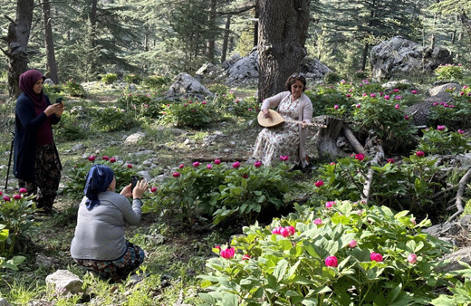 Yılda sadece 10 gün açıyor! 'Yörük Gülü'nü koparana 244 bin TL ceza kesiliyor...