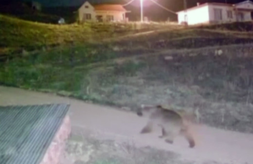 Bayburt'ta köye inen ayı güvenlik kamerasına yakalandı