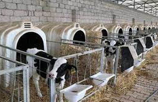 Tarım ve Orman Bakanı Kirişci'den düve alım desteği açıklaması