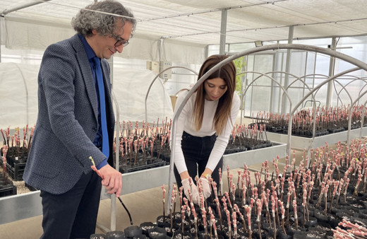 Yozgat Bozok Üniversitesi üzüm çeşitleri üzerinde çalışıyor