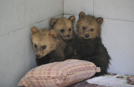 Annelerini kaybeden 2,5 aylık sevimli ayılar barınağın yeni maskotları oldu