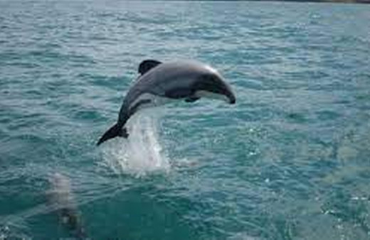 Meksika nesli tükenme tehlikesi altındaki yunuslar için arama çalışmaları başlattı