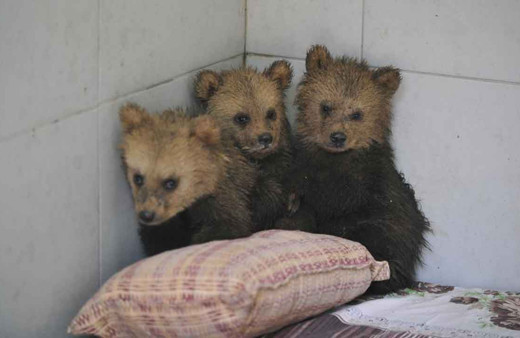 2,5 aylık sevimli ayılar barınağın yeni maskotları oldu