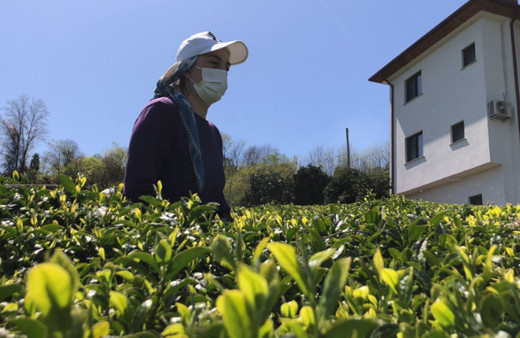 ÇAYKUR, 2023 yılı yaş çay sezonunu açtı