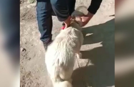 Kayseri'de başı bidona sıkışan köpek böyle kurtarıldı
