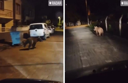 Yalova’da şehir merkezine ayı indi!