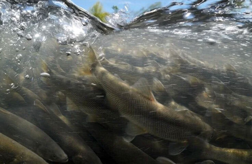 Van'da kaçak avlanan 12 ton inci kefali ele geçirildi