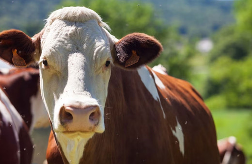 Güney Kore, şap hastalığı nedeniyle çok sayıda sığırı itlaf edecek
