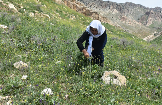 Şırnak'ta dağdan toplanıyor yurt dışına ihraç ediliyor
