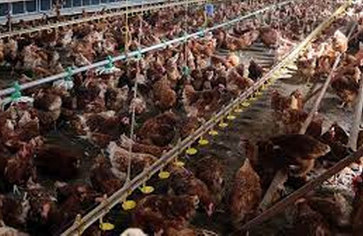 Tavuk eti üretimi martta yıllık bazda yüzde 1,5 azaldı