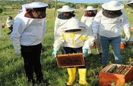 Şırnak'ta 200 arıcıya arılı kovan ve malzeme desteği sağlandı