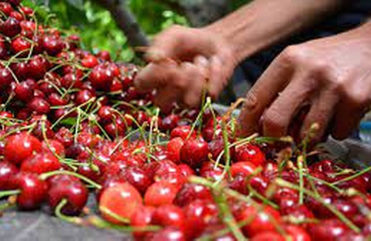 Depremzede kiraz üreticilerine zirai ilaç desteği