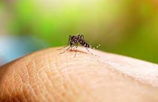 Peru'da dang humması vakası 73 bini aştı